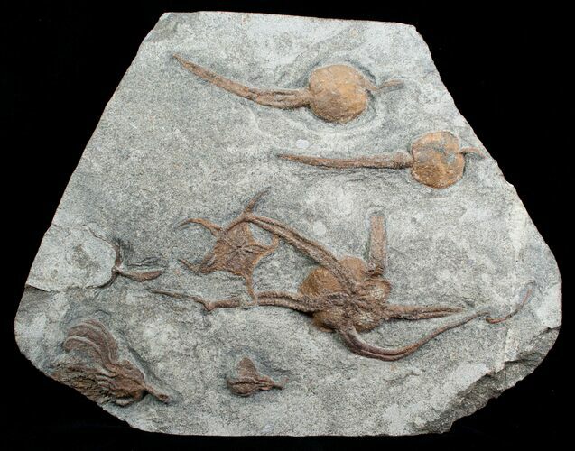 Awesome Associate - Brittle Stars, Carpoids & Crinoids #4082